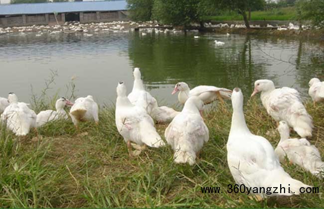 肉鸭高密度的旱地养殖技术