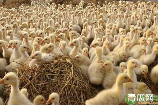 养鹅知识：雏鹅怎样预防鹅瘟、中毒、流感等疾病？