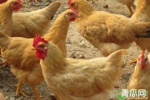 鸡苗育雏期成活率低怎么办？