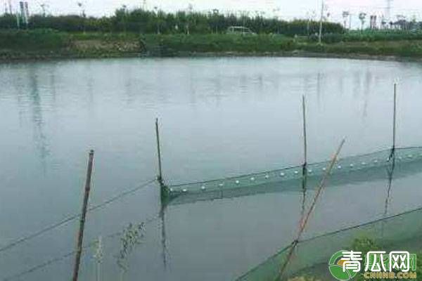 池塘青苔的危害及其防治方法