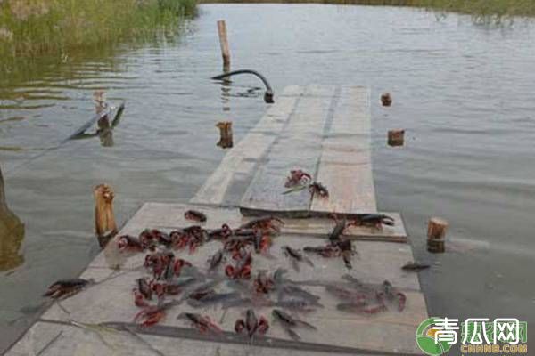 小龙虾养殖池油膜有什么危害？处理方法有哪些