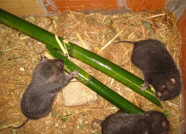 繁殖种鼠的饲养管理