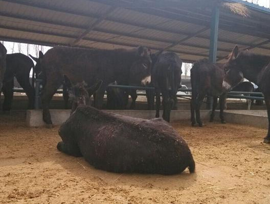 肉驴养殖——饲草的加工处理