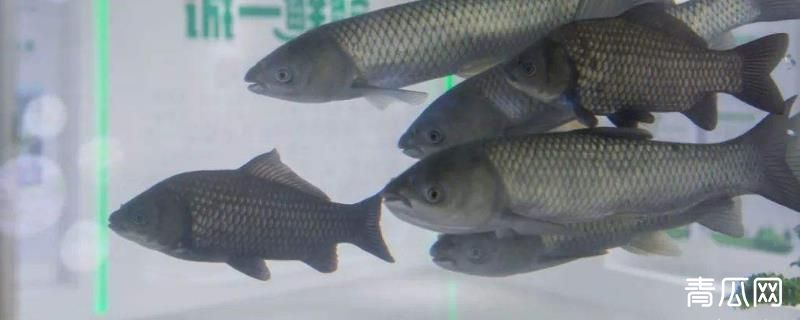 养鱼赚钱还是养泥鳅赚钱