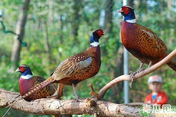 野鸡养殖：养鸡户要注意这三点！