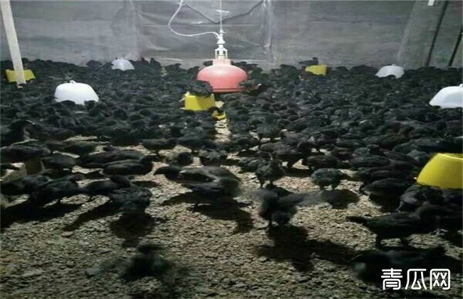 五黑鸡饲养技术要注意什么