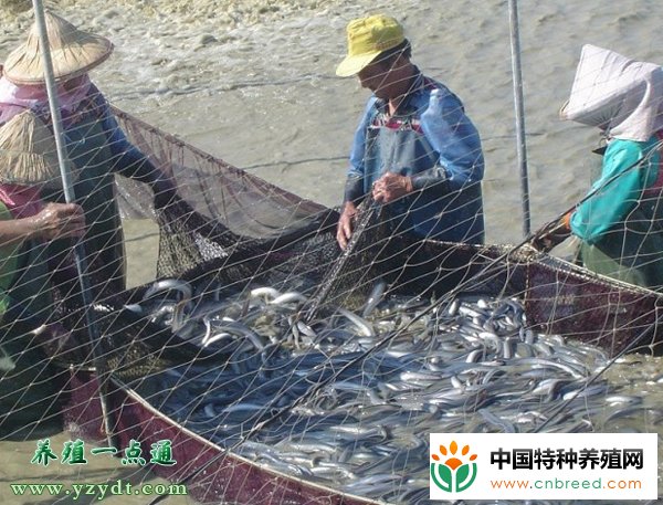 鳗鱼池套养泥鳅效益好