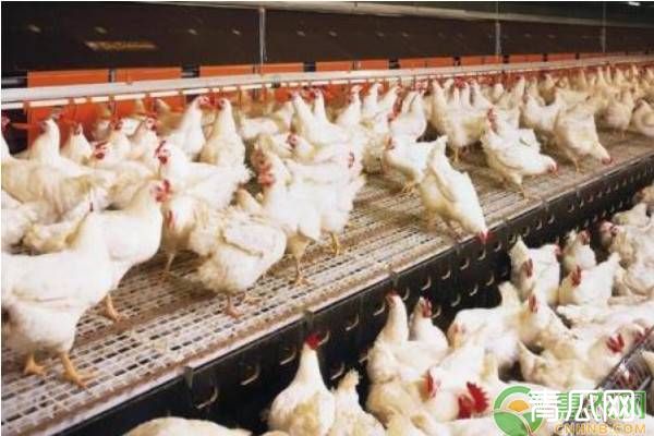 林地养鸡的方法和注意事项