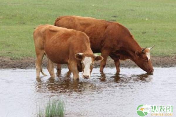 新手养牛，怎么建搭养牛场？牛棚搭建注意事项