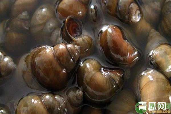 田螺高效养殖方法及培育技巧