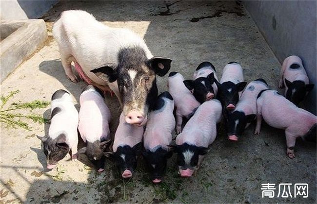 巴马香猪养殖方法要注意什么