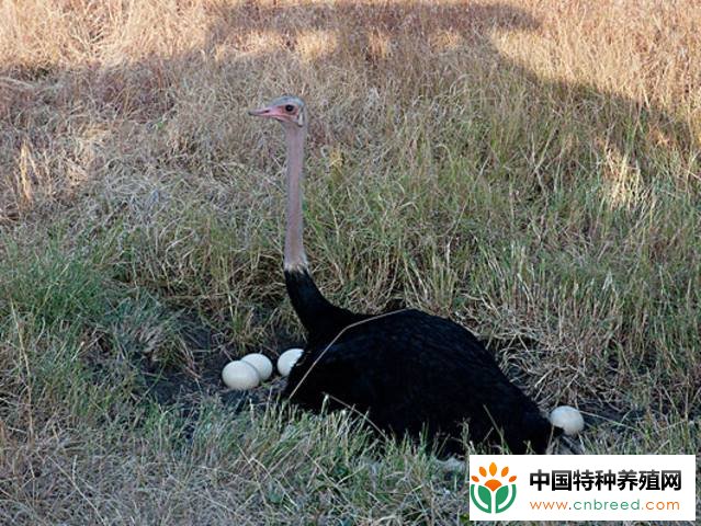 鸵鸟的生活习性及分布情况