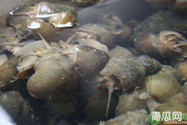 田螺怎么养好？田螺养殖技巧分享