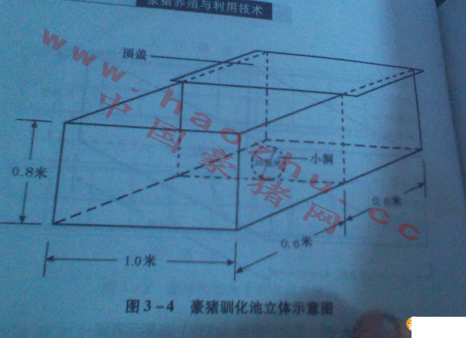 豪猪养殖池建造及其要点