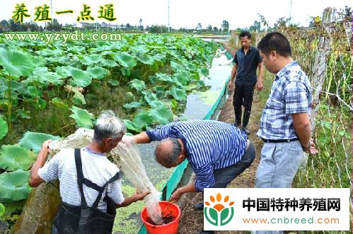 滩地藕鳅共养亩均收入上万，立体种养效益好