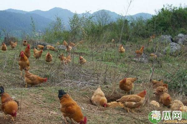 散养土鸡要注意什么问题？怎么预防疾病