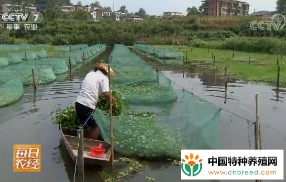 网箱立体养鳝鱼 吃住都好的黄鳝好赚钱