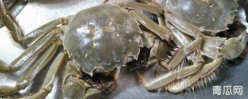 大闸蟹公的贵还是母的贵？哪个好吃