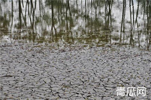 冬季鱼塘养殖怎么做过冬管理？