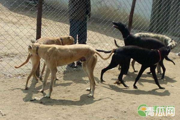 养肉狗要注意哪些问题？肉狗的养殖技术介绍