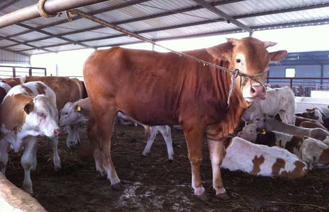 肉牛养殖场建设要求