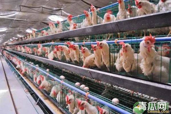 蛋鸡产蛋量低怎么？应该怎么去提高