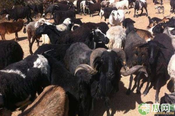 农村热门养殖品种乌骨羊的养殖技术要点