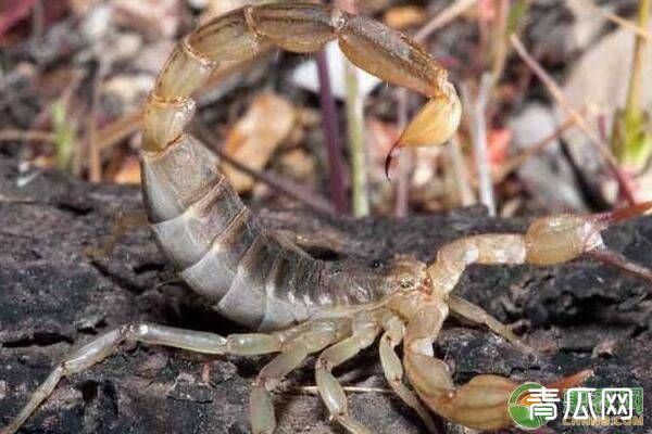 我国常见的蝎子种类有哪些？蝎子人工养殖技术