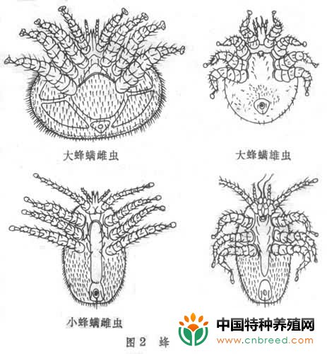 寄生蜂螨的症状和预防治疗