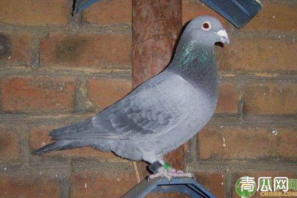 石板鸽遗传定位能力怎么样？恋巢性优点有哪些