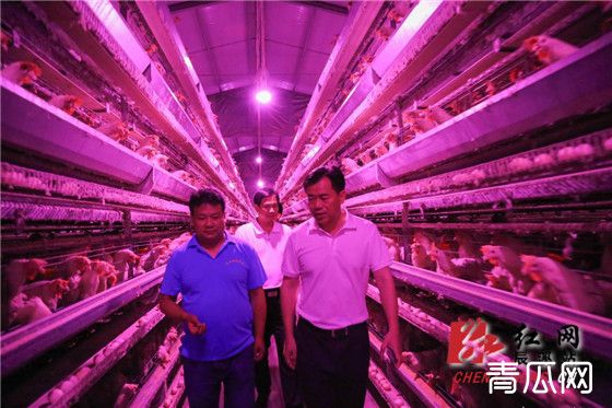 蛋鸡叠层式高效饲养技术揭秘