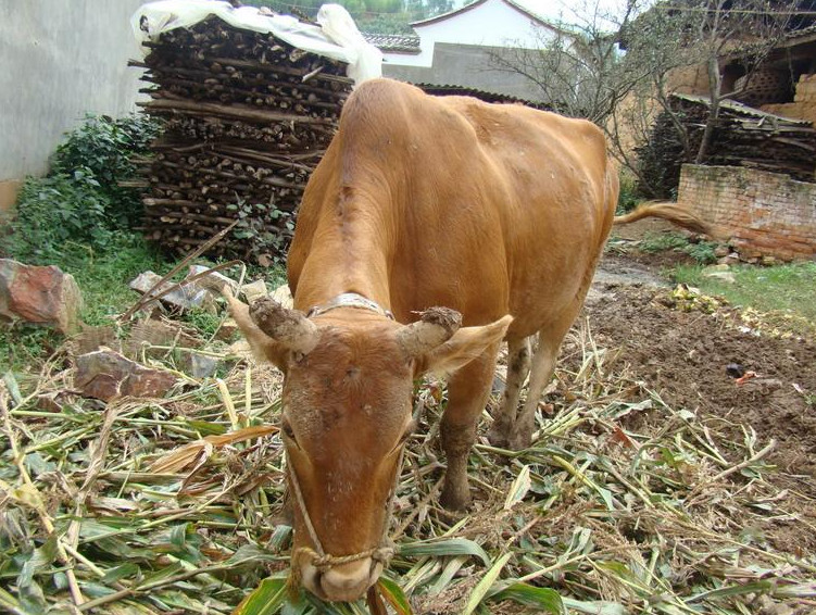 肉牛饲养场的建造及肉牛饲养方法