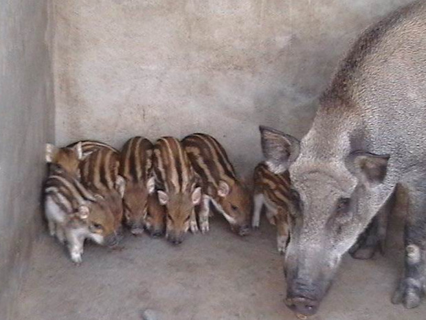 养野猪效益高 预防水肿最重要