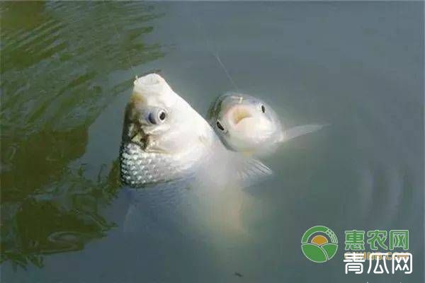 如何做到鲫鱼的高效喂养?天然饵料和人工饲料需要重点掌握