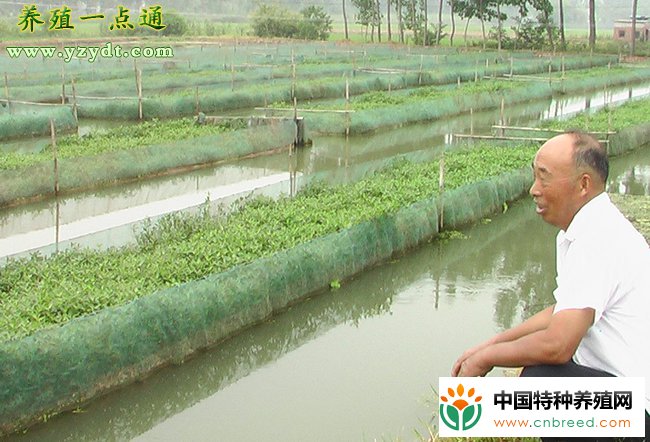 黄鳝夏季饲养五个关键环节