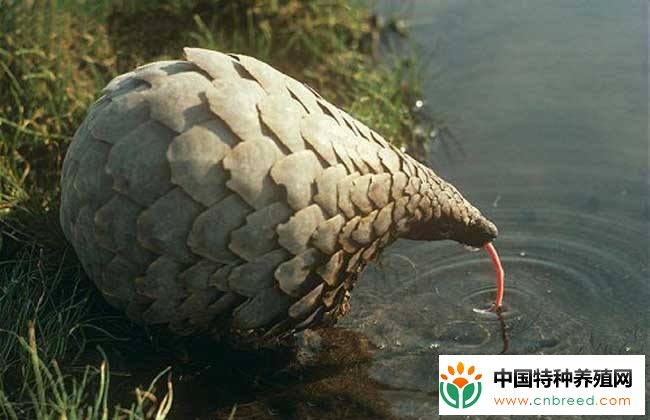 穿山甲惨遭剥鳞漂白