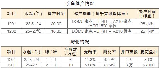 翘嘴鳜与斑鳜杂交的人工繁育技术