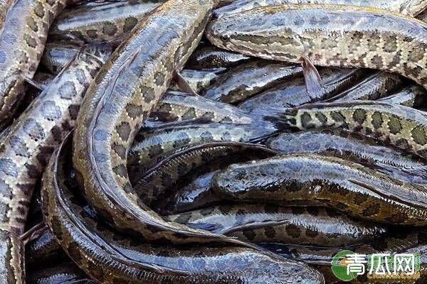 乌鳢亲鱼鱼池选择、亲鱼放养、养殖注意事项