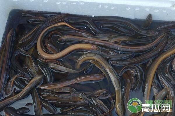 鳝鱼人工养殖注意事项