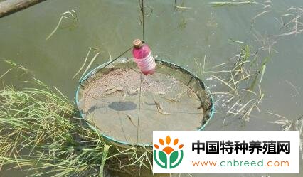 白对虾养殖对水质有什么要求？