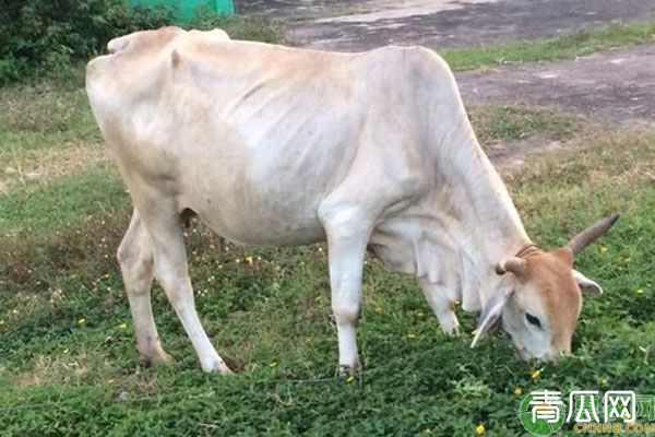 春季廋牛快速育肥技巧方法