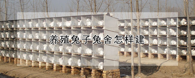 养殖兔子兔舍怎样建