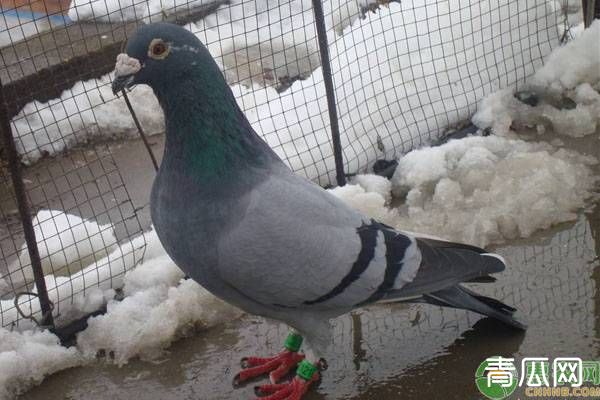 老种鸽为什么价值高？养鸽注意事项