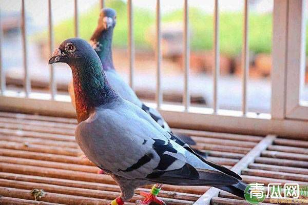 优秀的赛鸽都有什么特点？这五点你知道吗