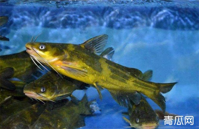 黄颡鱼养殖注意什么？好养吗