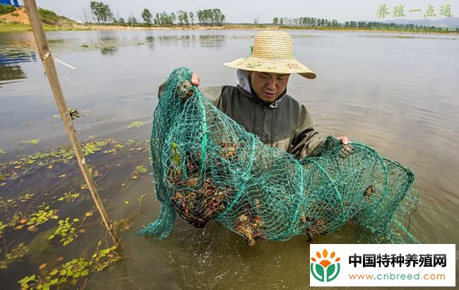 小龙虾五月瘟防治七方案，以防为主复盘经验分享