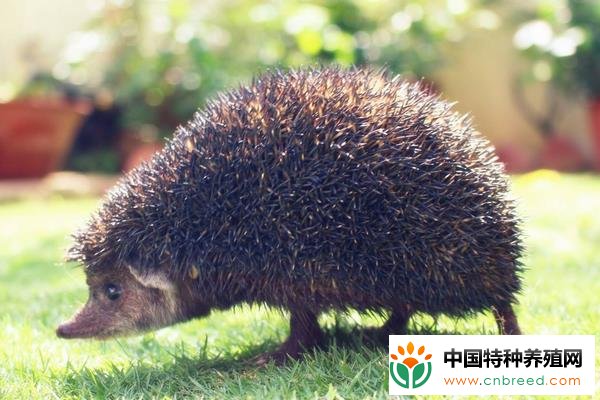 刺猬吃什么饲料