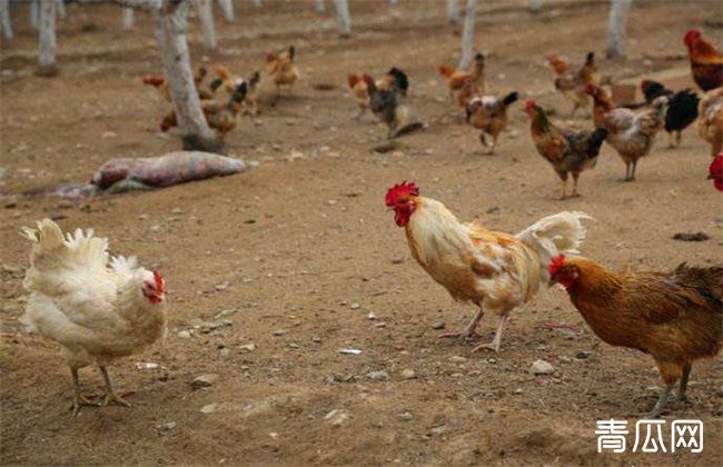 夏季养鸡如何防中暑？鸡中暑了怎么办