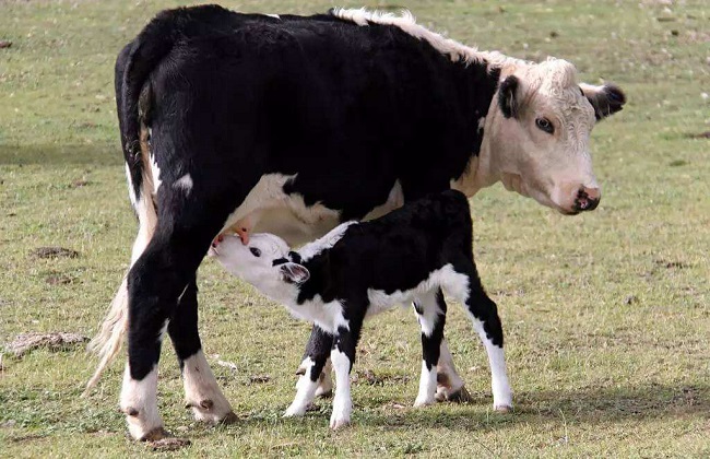 肉牛六大常见疾病大全