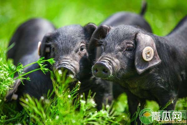 林地能建猪圈吗？林地养猪要注意什么